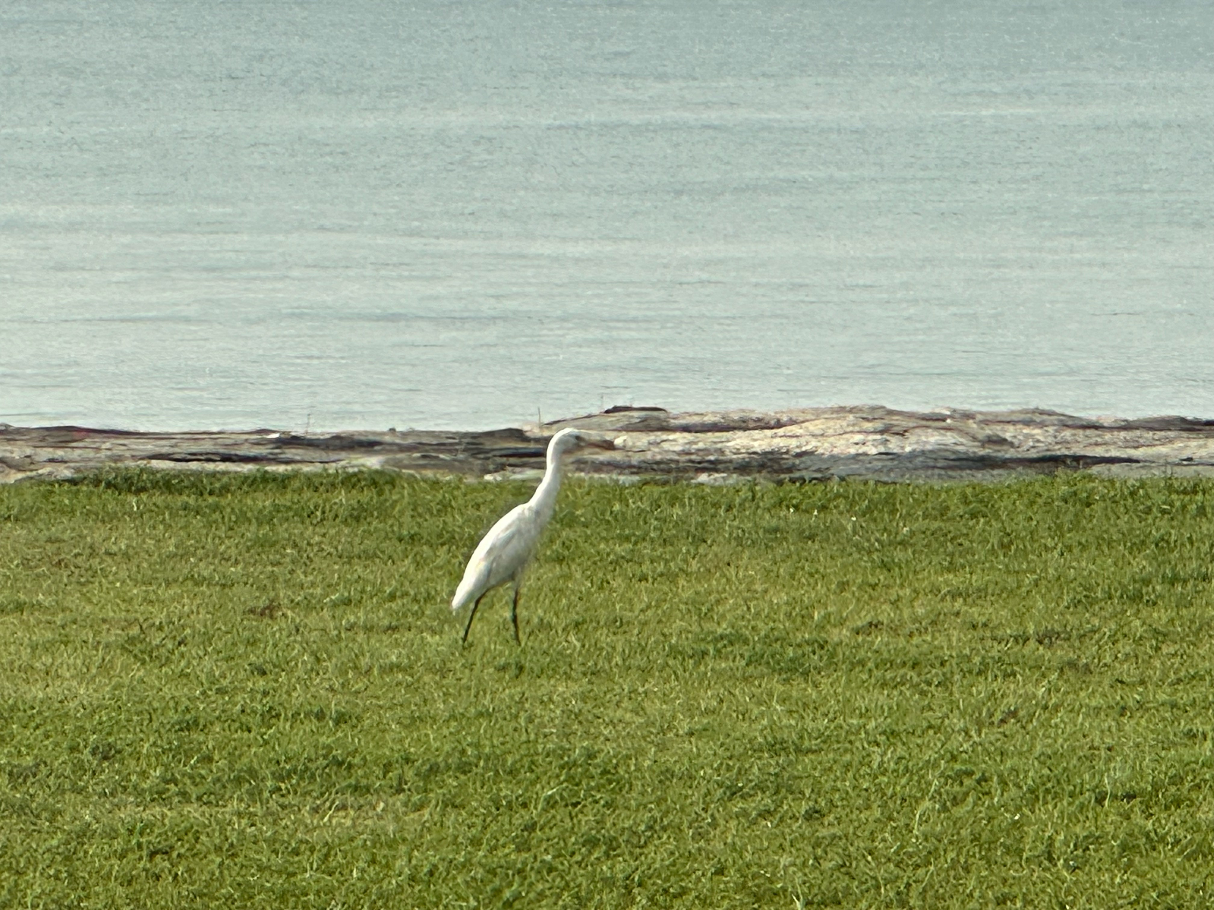 Chinese egret 