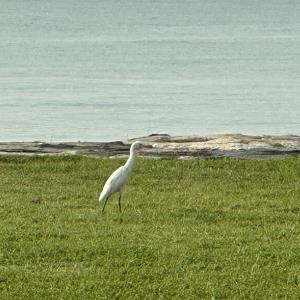 Chinese egret 