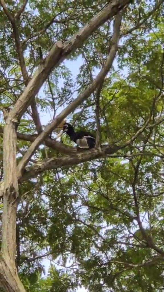 Oriental pied hornbill