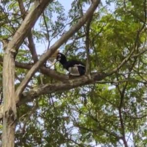 Oriental pied hornbill