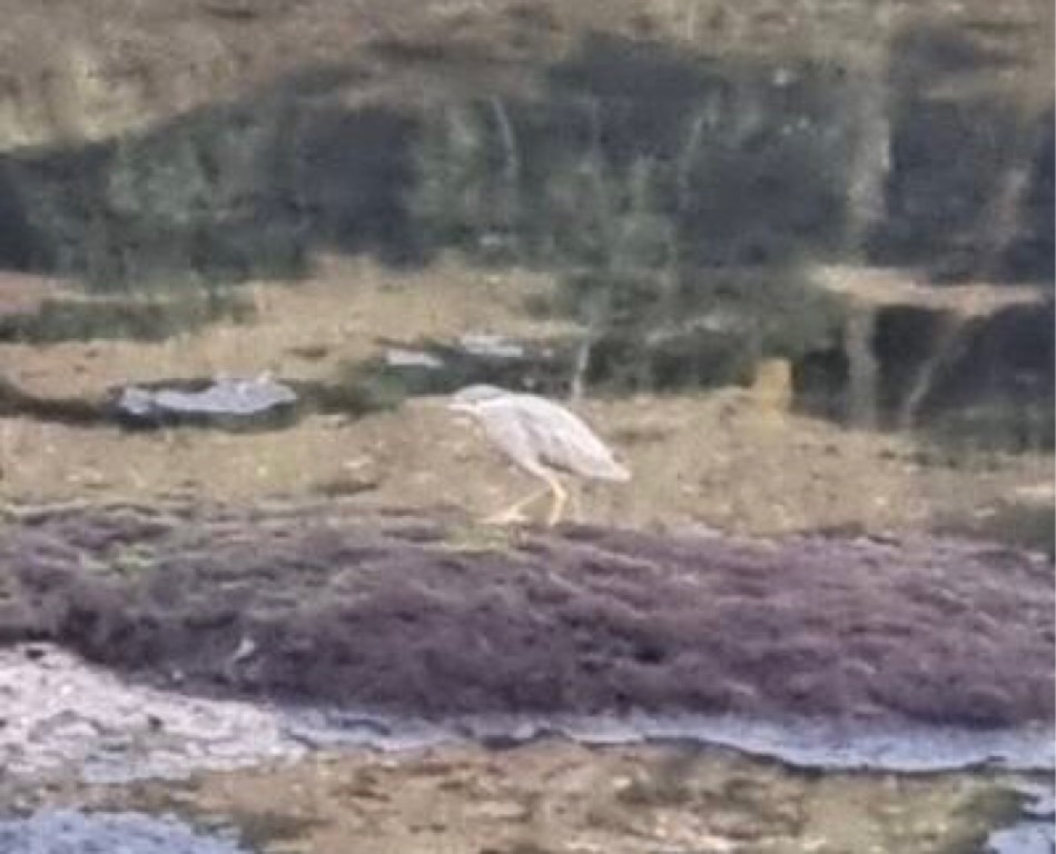 Straited heron 