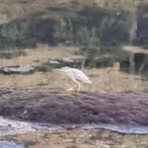 Straited heron 