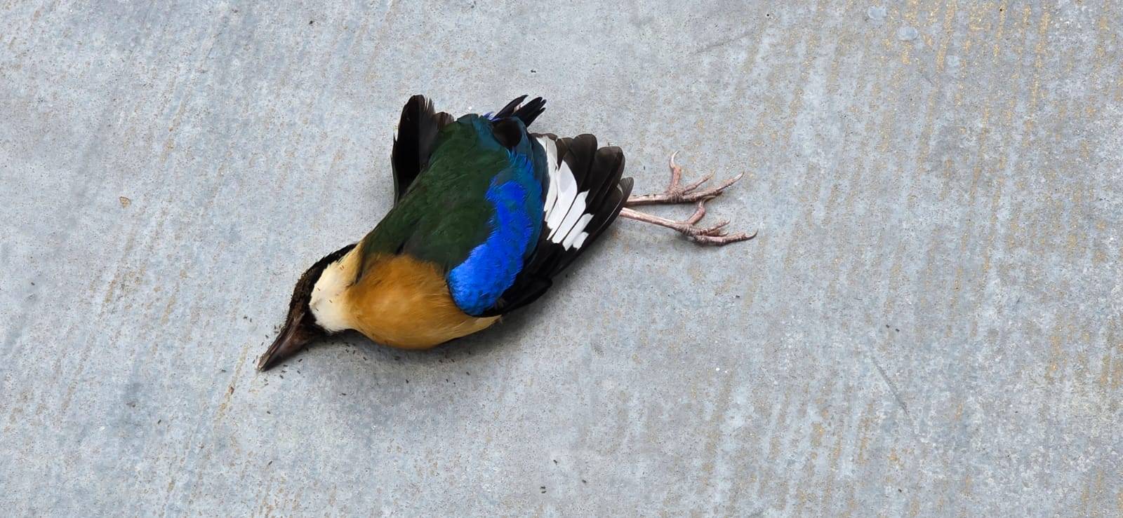 Blue-winged pitta