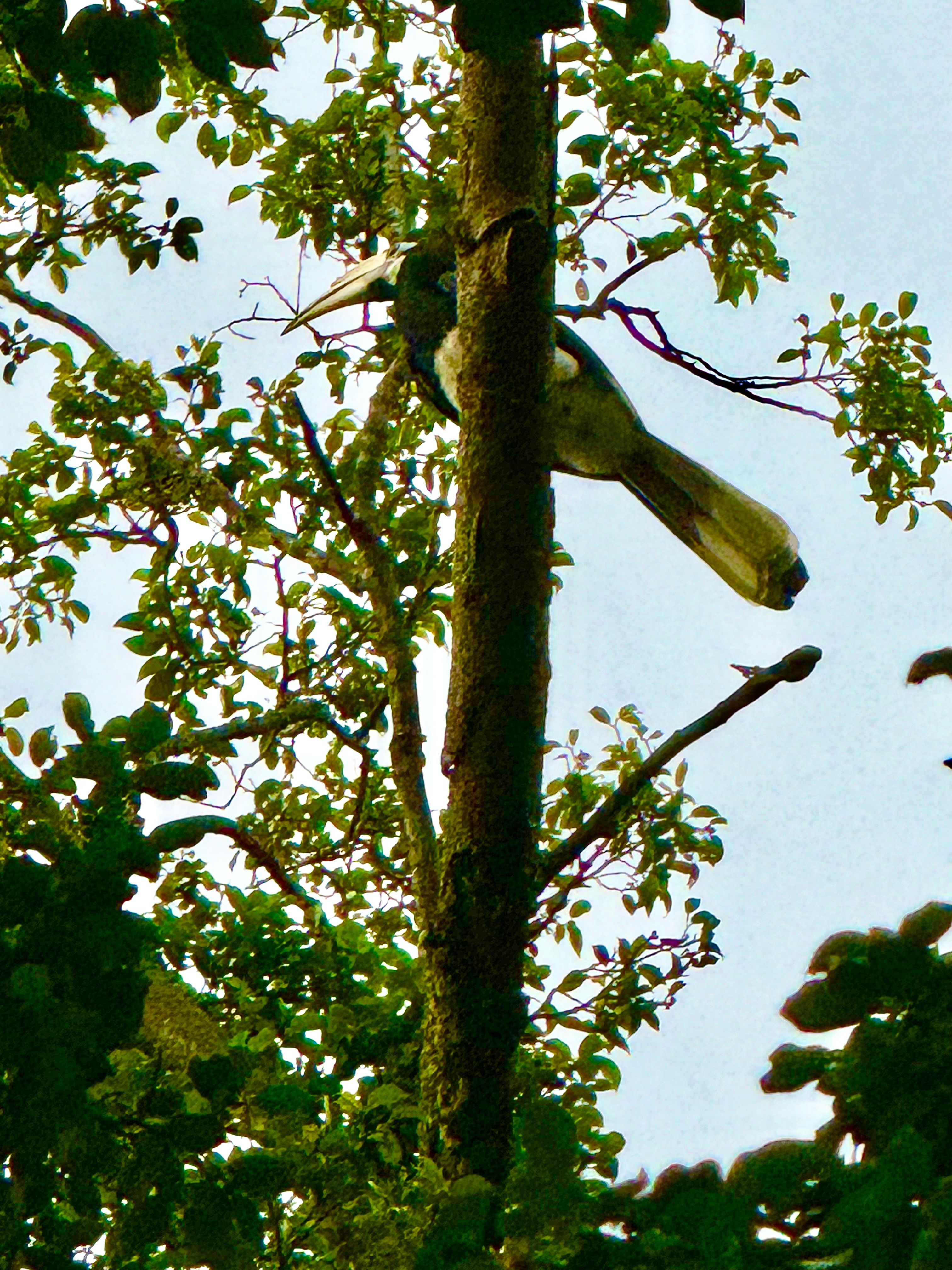 Oriental pied hornbills