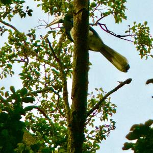 Oriental pied hornbills