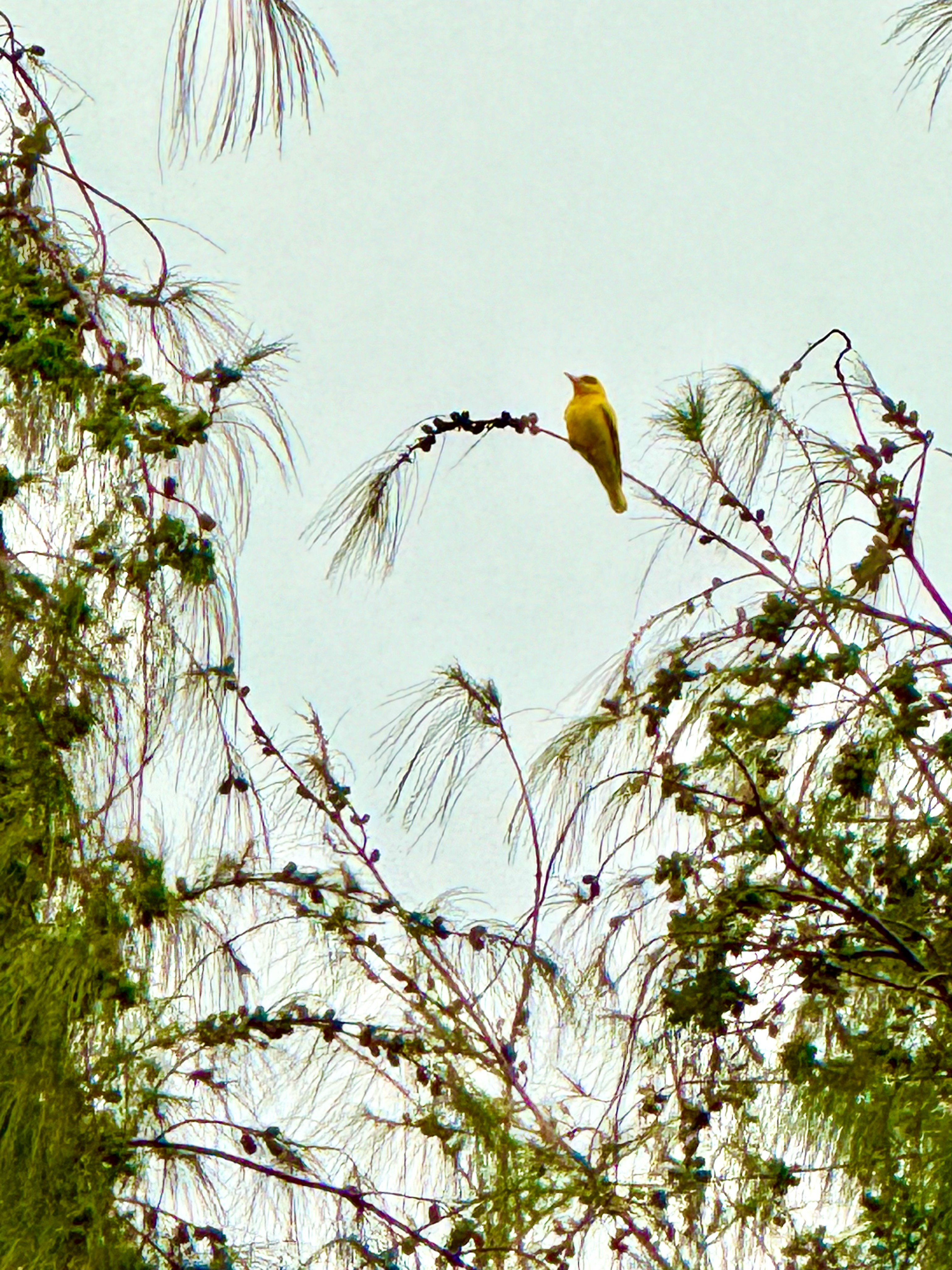 Black naped oriole