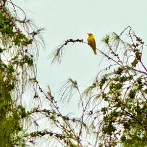 Black naped oriole