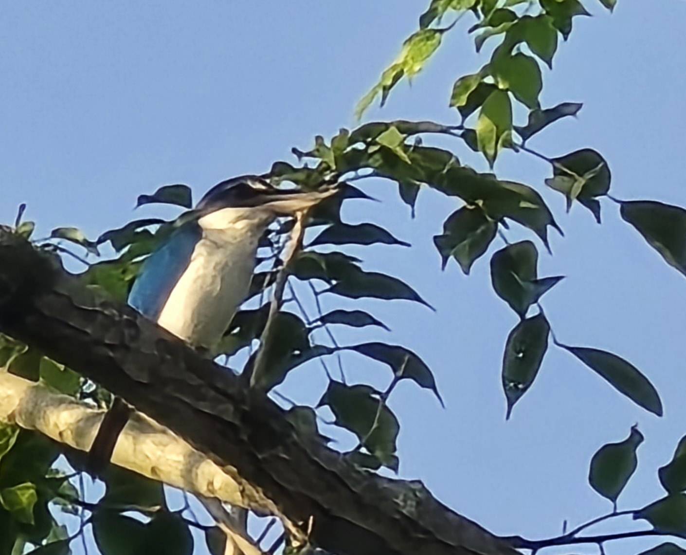 Collared kingfisher