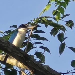 Collared kingfisher