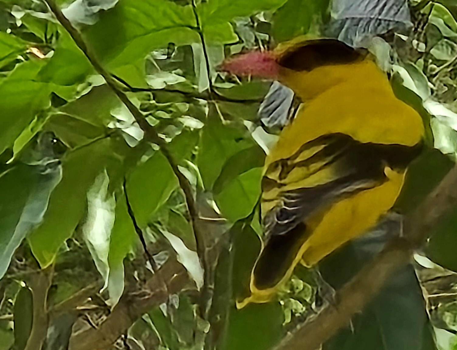 Black-naped oriole