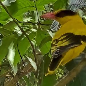 Black-naped oriole