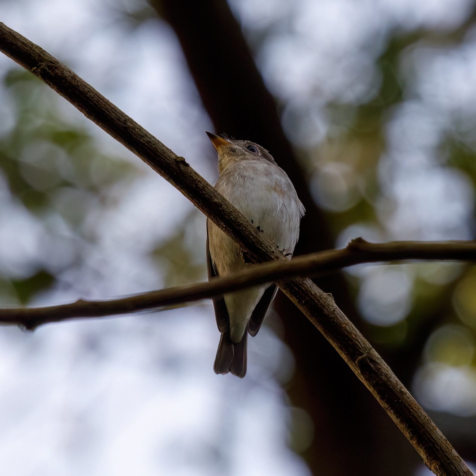 Asian brown flycatcher