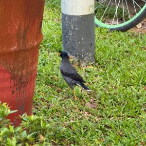 Javan myna 