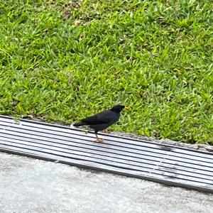 Javan myna