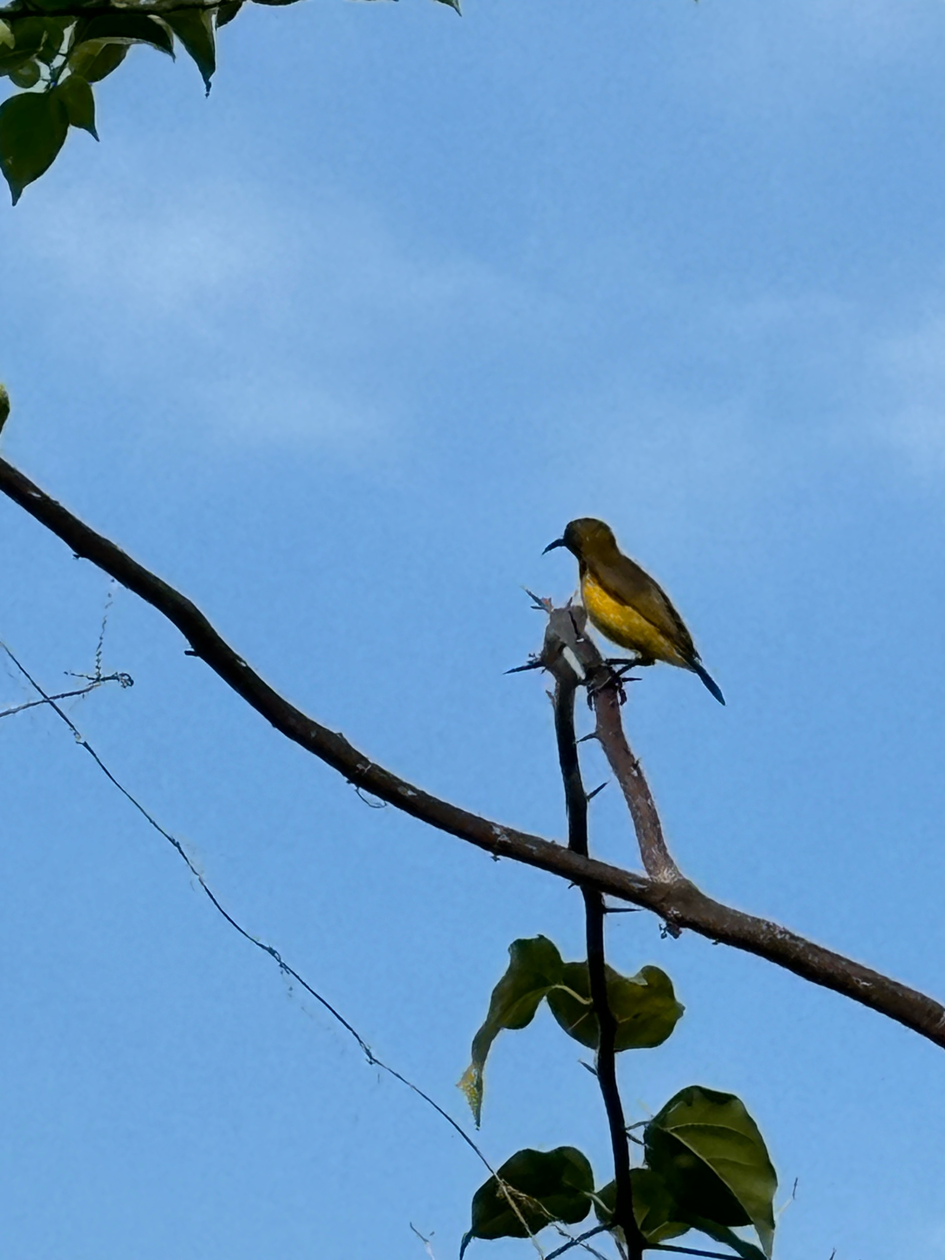 Olive-backed sunbird