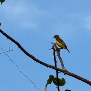 Olive-backed sunbird