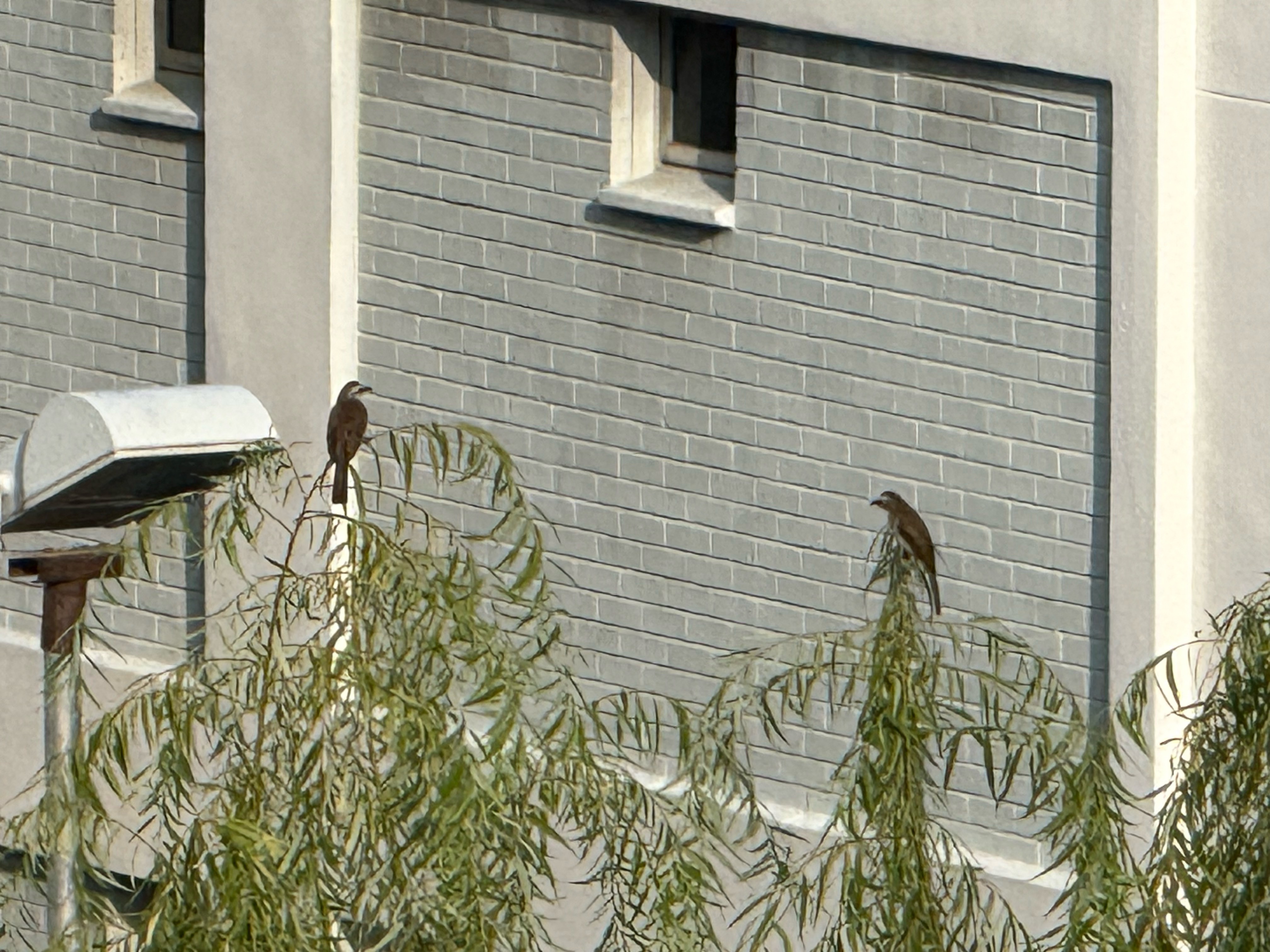 Yellow-vented bulbul 