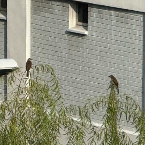 Yellow-vented bulbul 