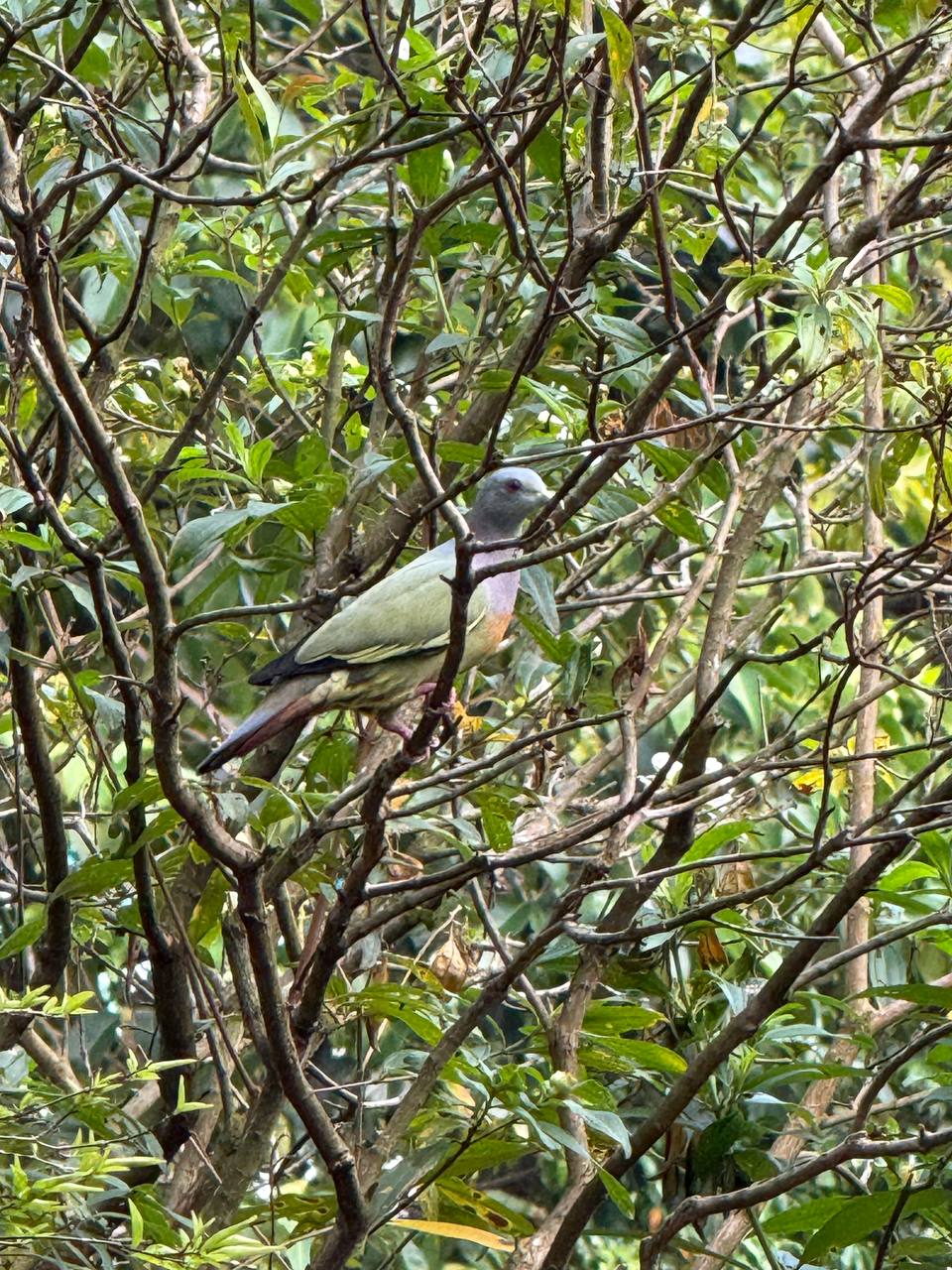 Pink-necked green pigeon