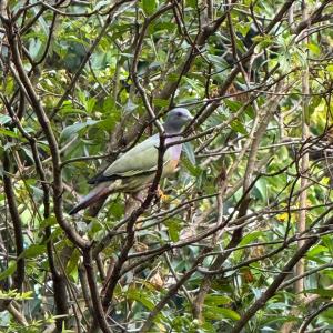 Pink-necked green pigeon