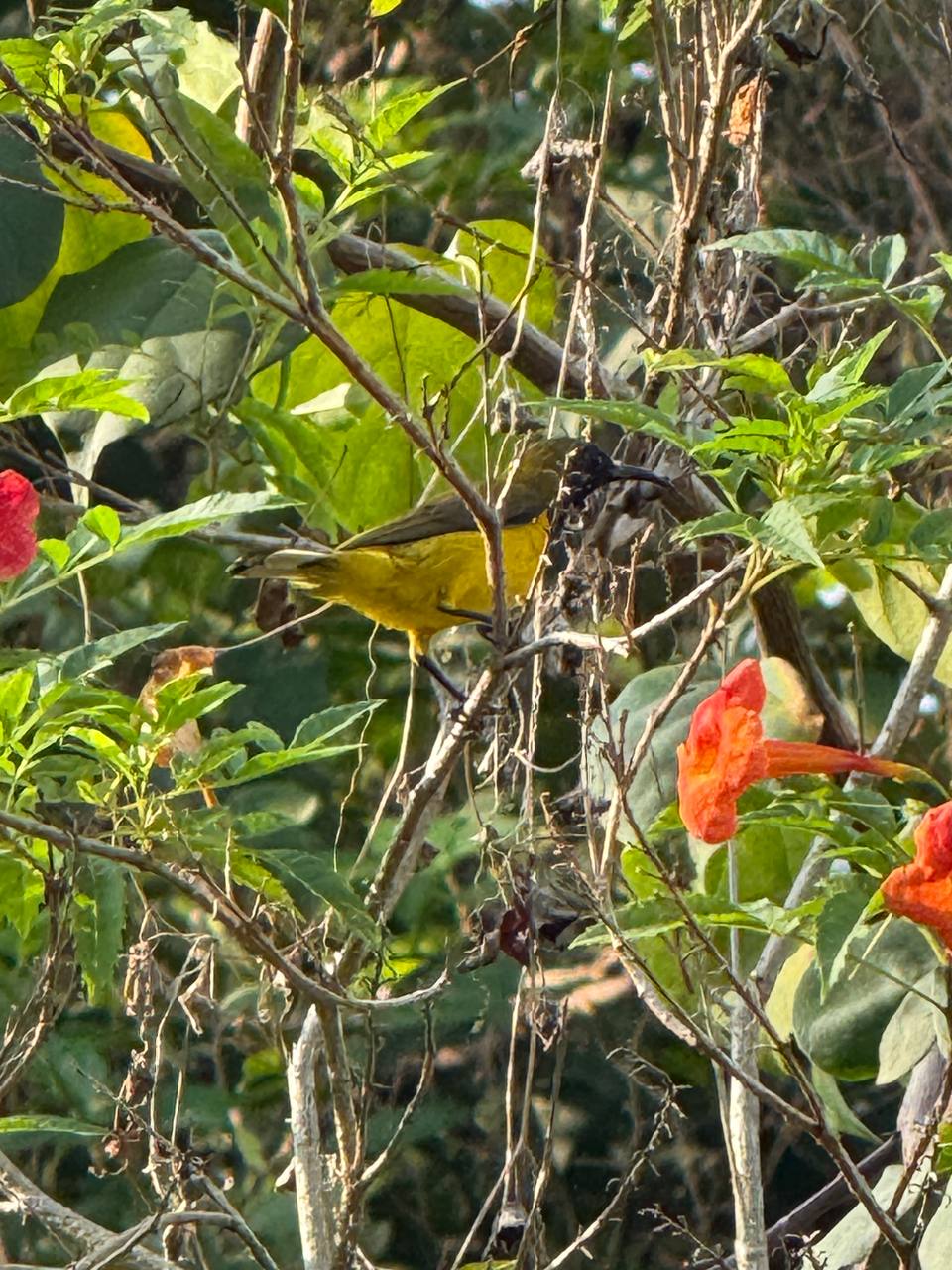 Olive-backed sunbird 