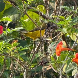 Olive-backed sunbird 