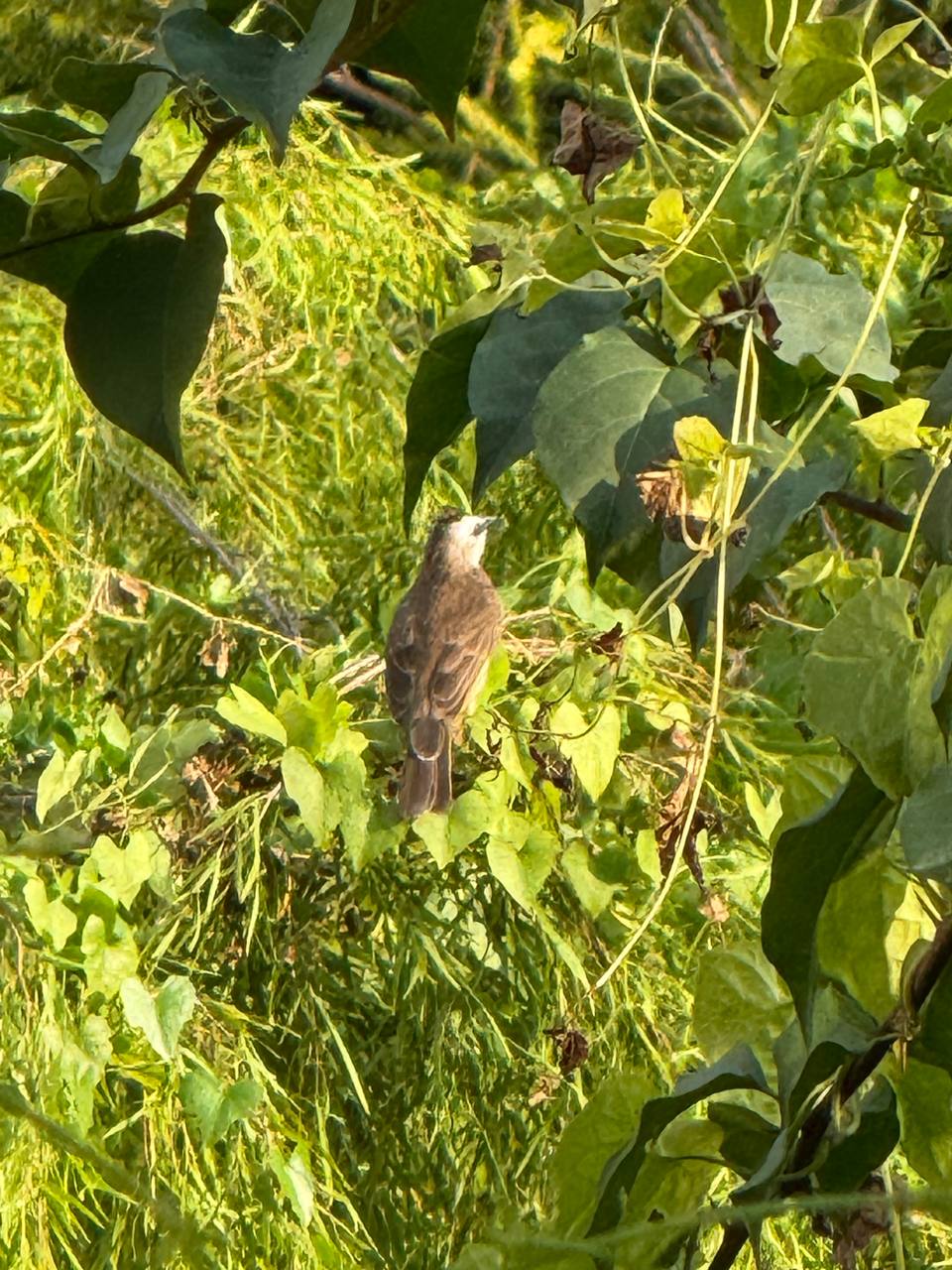 Yellow-vented bulbul