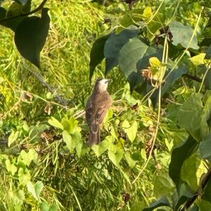 Yellow-vented bulbul