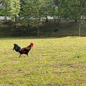 Red jungle fowl