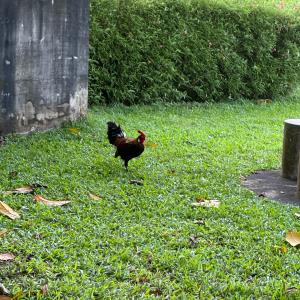 Red jungle fowl