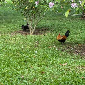 Red jungle fowl