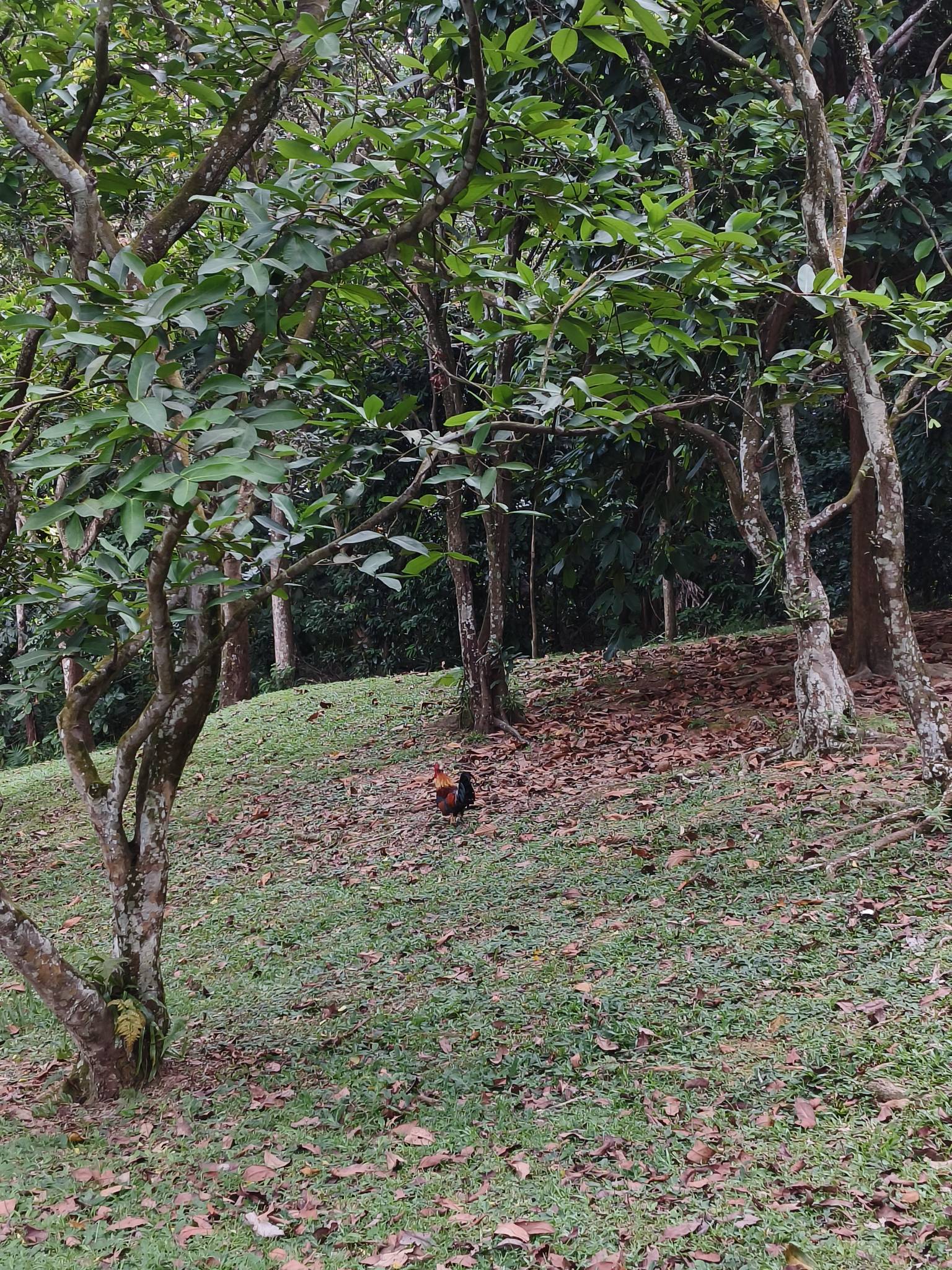 Red jungle fowl