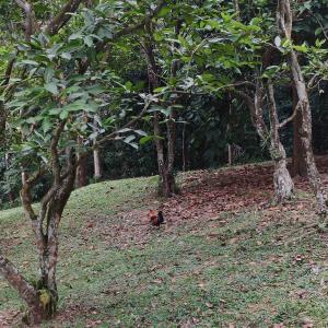 Red jungle fowl