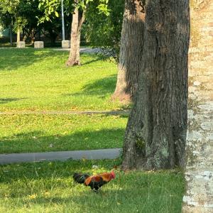 Red jungle fowl