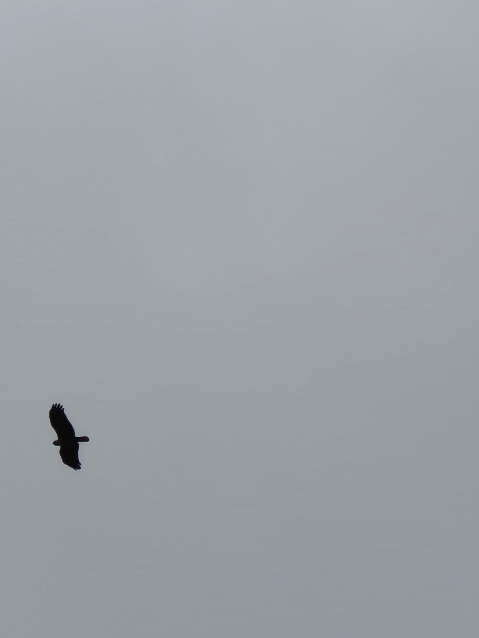 Brahming kite