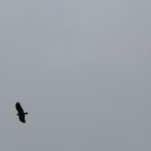 Brahming kite