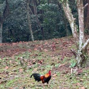 Red jungle fowl