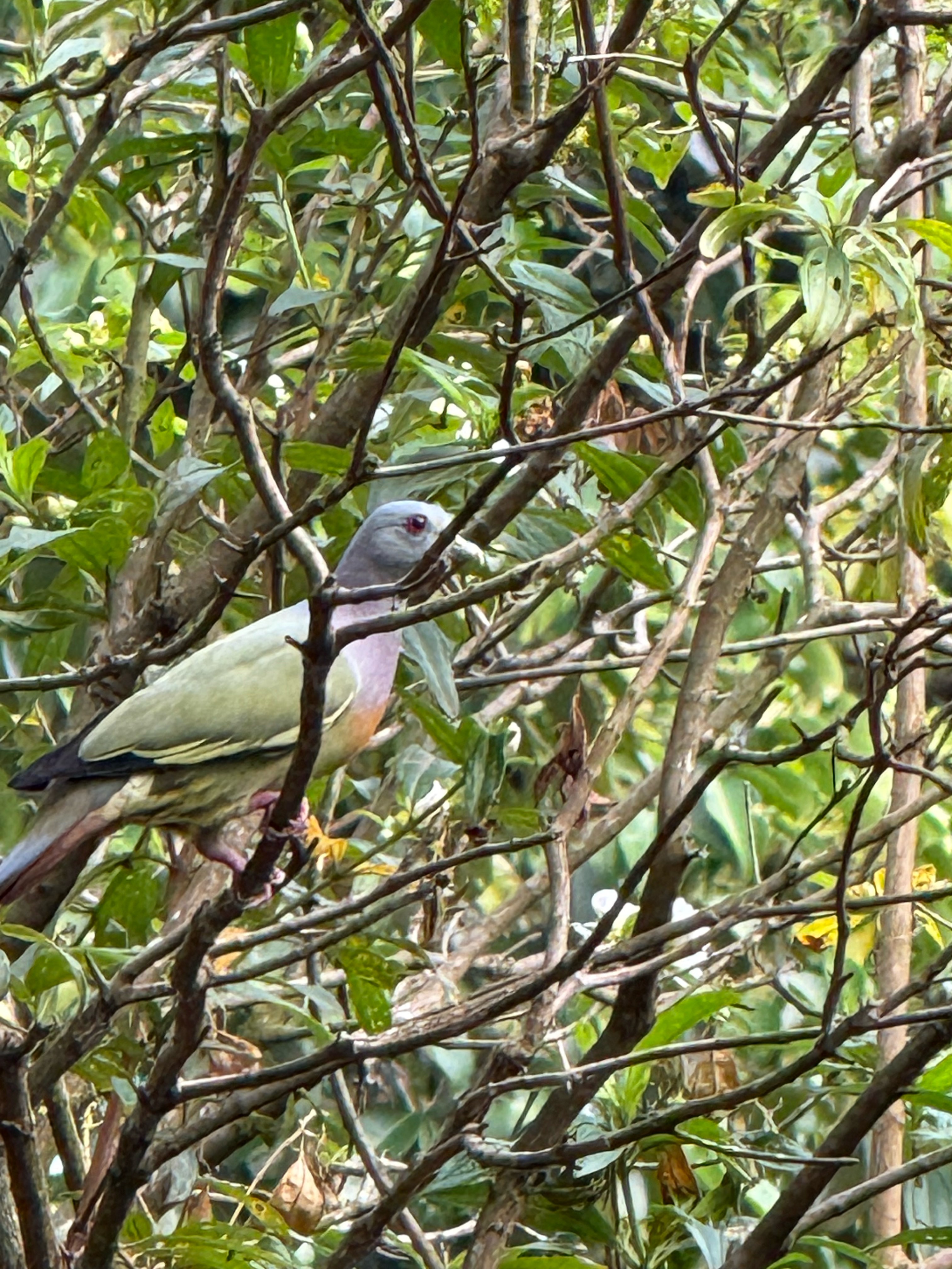 Pink-necked green pigeon 