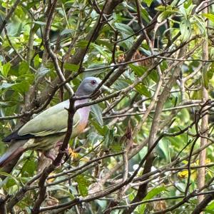 Pink-necked green pigeon 