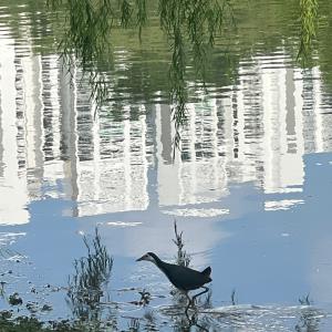 White breasted waterhen