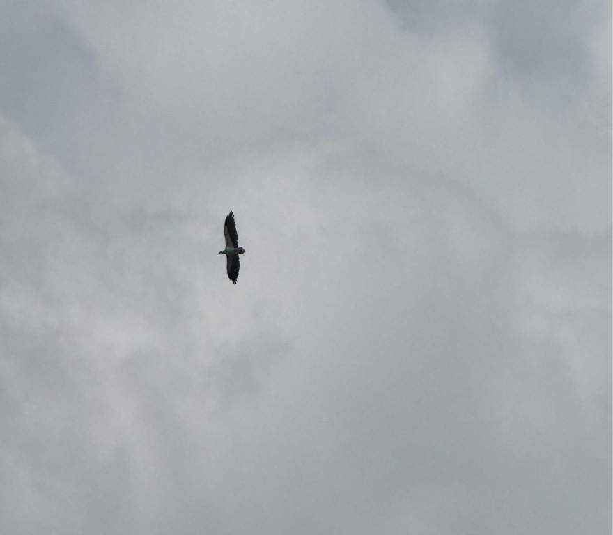 White bellied sea eagle 