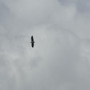 White bellied sea eagle 