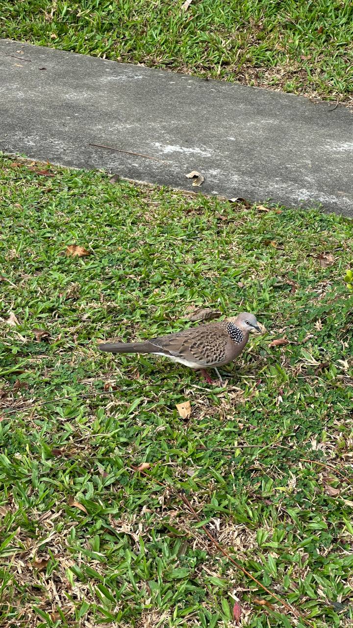 Spotted dove