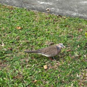 Spotted dove