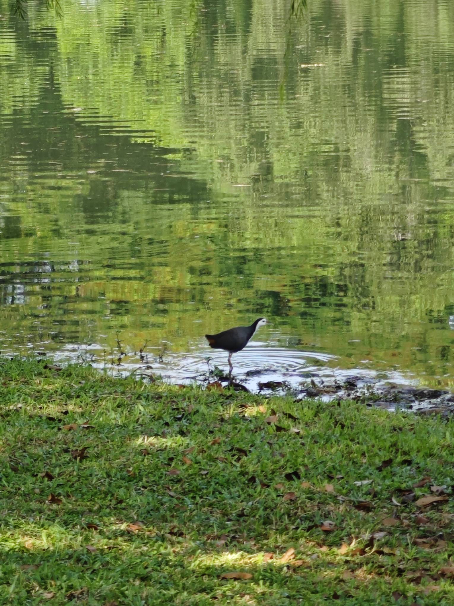 White breasted water hen