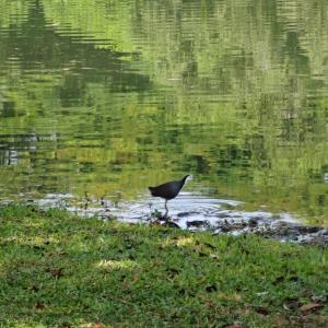 White breasted water hen