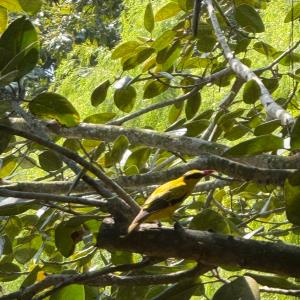 Black - naped oriole