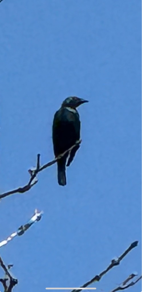 Asian glossy starling 