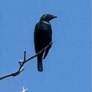 Asian glossy starling 