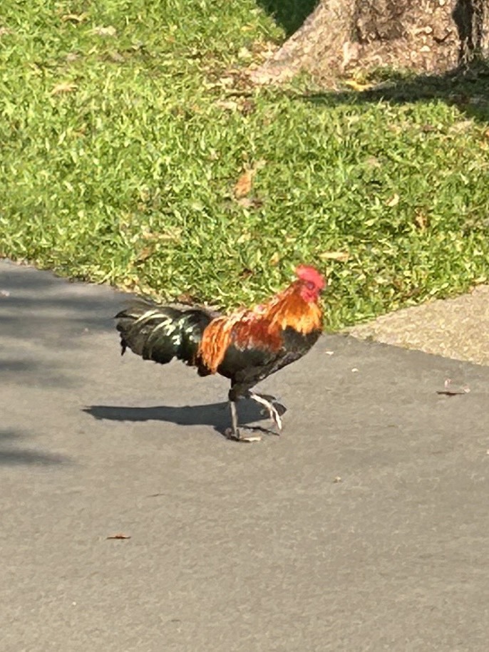 Red jungle fowl